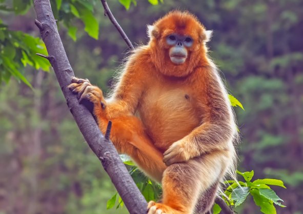 谈辞如云的生肖