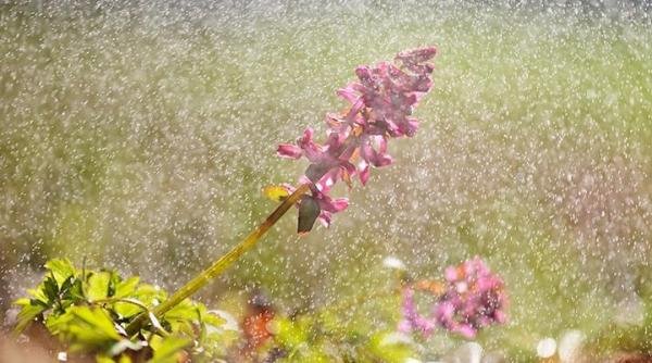 幸福就像毛毛雨