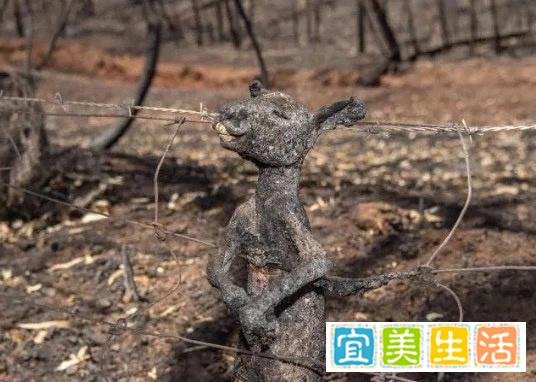 澳洲的山火,究竟凉了多少人的心