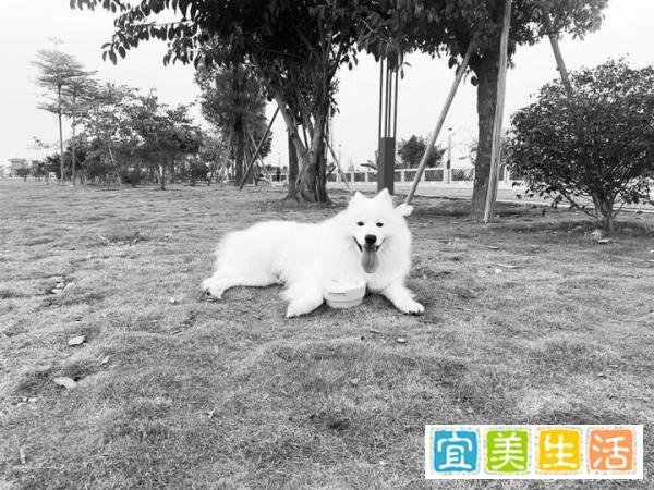 廊坊安次扑杀叫停、致歉,毛孩子们究竟何时有法可依?!