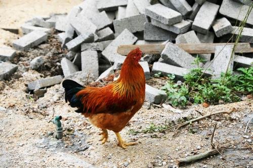 男子点1只鸡吃出10个鸡爪到后厨发现鸡还活着，这种行为你如何看？