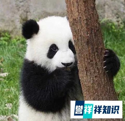 网红熊猫饲养员“出轨睡粉”被曝光：我只觉得离谱……