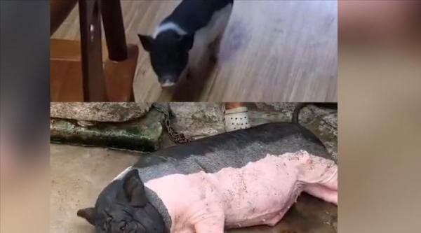 网购8斤小香猪一年长到140斤 网友：本来想养个宠物，不小心致富了