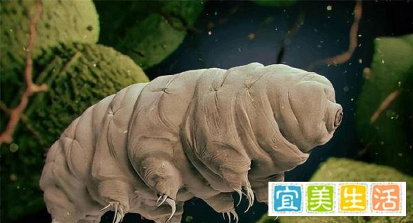 号称地球“最强生物“水熊虫，真的能永生吗？能揭开永生密码吗？
