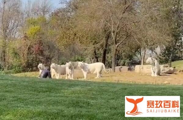 游客违规下车与虎群对峙被刑拘 这是咋情况？