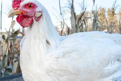 中国十大蛋鸡排行榜