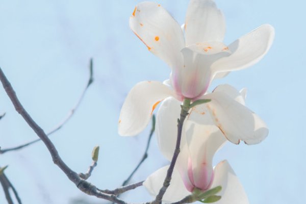 白玉兰花语和含义