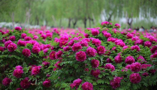 黑龙江省各个市的市花都是什么啊？