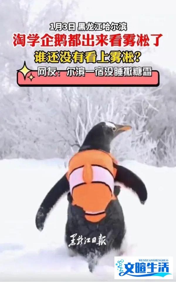 一天10个热搜,谁捧红了哈尔滨?