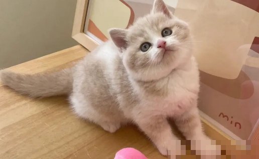 上海猫咪宠物店哪家比较靠谱？