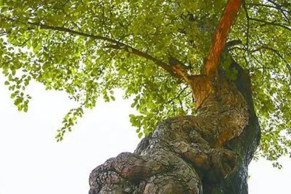 木石怎么读音是什么意思