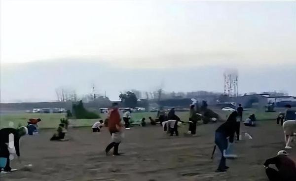 河南再次发生哄抢药材？官方回应“误以为”，知情人透露更多细节