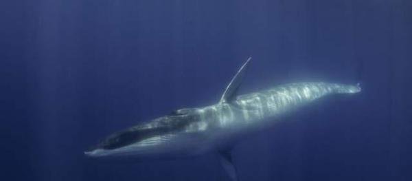 一意孤行！长须鲸被日本捕鲸船盯上了，现有四种鲸鱼会被日本迫害