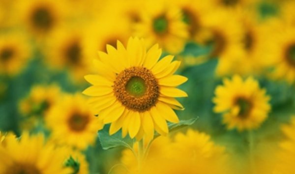 如何吸引男生注意?高校讲座引争议