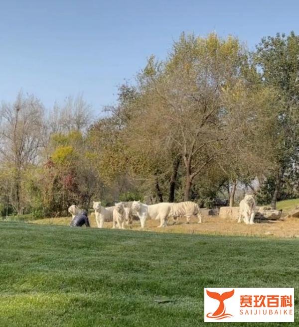 游客违规下车与虎群对峙被刑拘 这是咋情况？