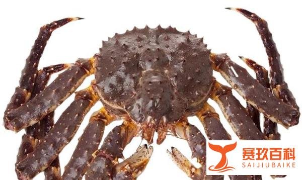 深圳买棕帝王蟹为什么便宜，多少钱？和红帝王蟹有什么区别？