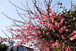 “正月梅花香又香,二月兰花盆里装”是什么意思?