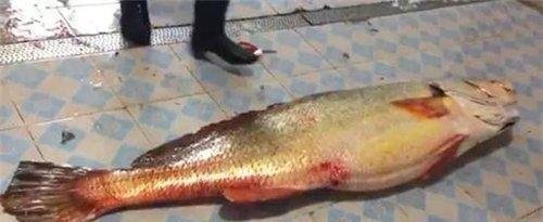 盘点十大天价鱼：一条鱼347万，后两种你想吃也买不到！