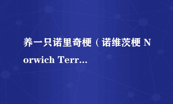 养一只诺里奇梗（诺维茨梗 Norwich Terrier）是什么感受？