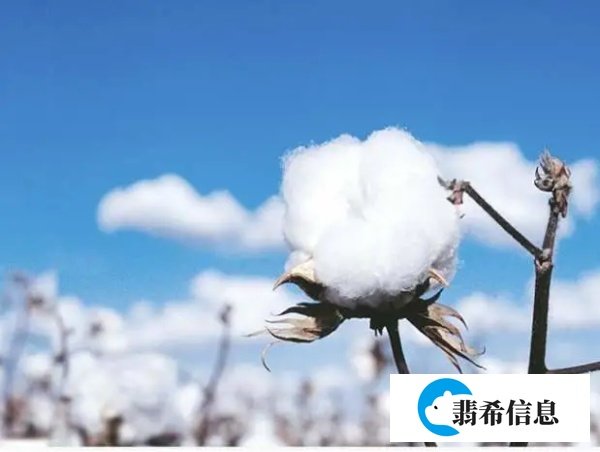 新疆棉花：中国自己还不够用
