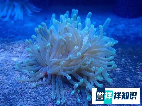 睽，违世的魁首