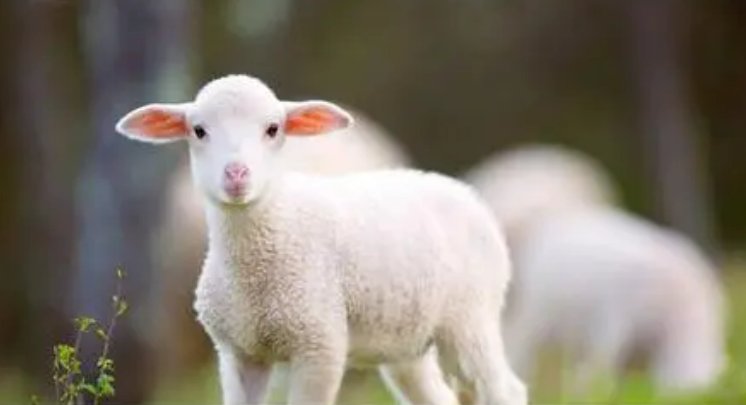 蓬莱宫中日月长指什么生肖