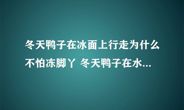 冬天鸭子在冰面上行走为什么不怕冻脚丫 冬天鸭子在水里不冷吗