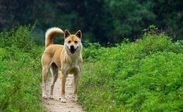 中华田园犬能办狗证了！深圳修改禁养犬，土狗终于不被歧视