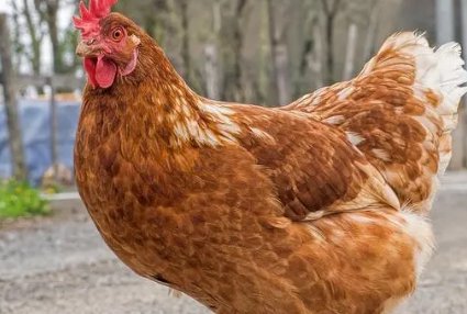 中国十大蛋鸡排行榜