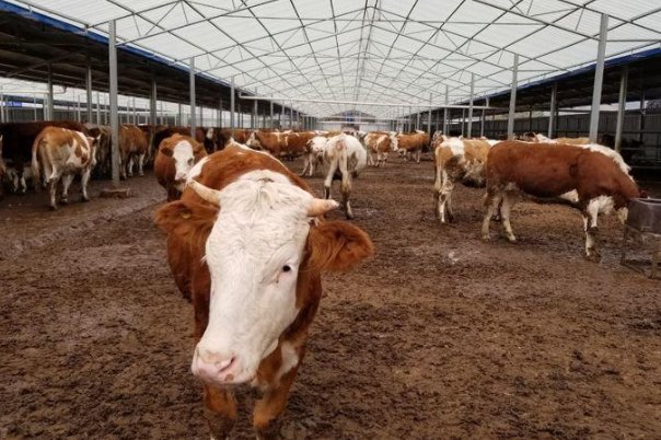 猜上粱不正下梁歪的打一生肖