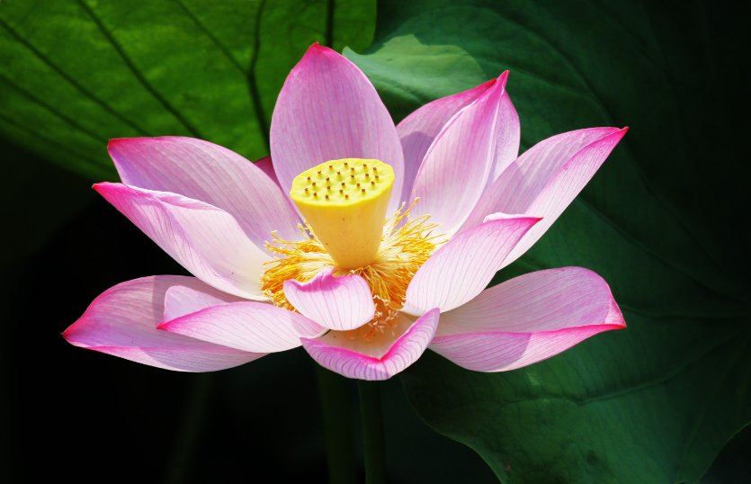 会见布林肯现场为何摆放荷花