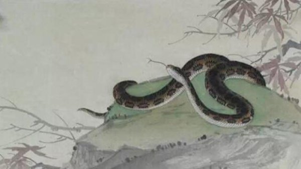 2021年属蛇人的全年运势