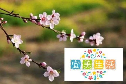 桃李成蹊赞颂老师吗