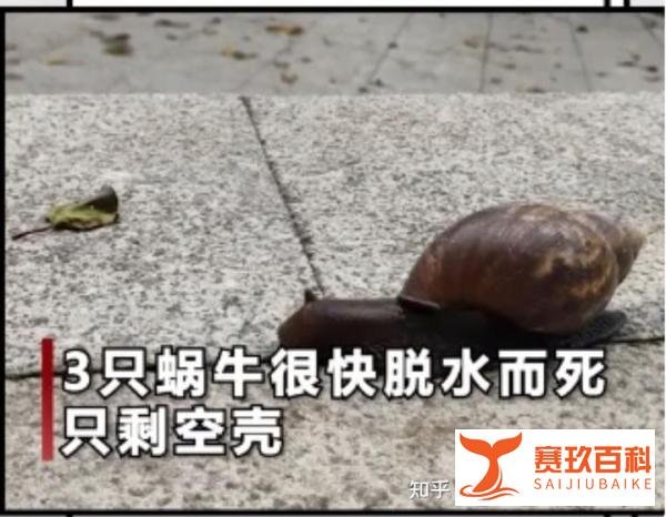 撒盐杀死3只蜗牛,香港理工大学博士生被逮捕!