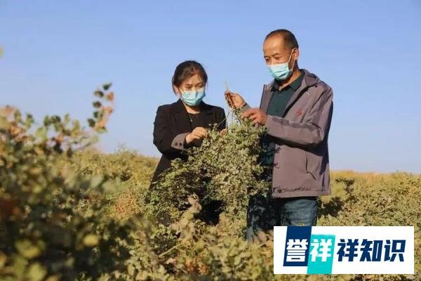 今年价格“暴涨”的中药材，浑身是宝，55一公斤，种植10亩轻松年入30万元！