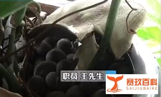 昆明一办公室内长出巨大蘑菇，网友：云南那么神奇吗？