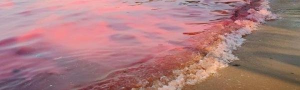 蓝环章鱼后又现毒螃蟹：海南一市场售卖正直爱洁蟹，据说已卖多年