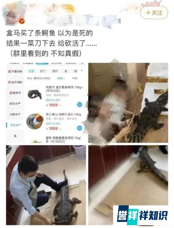 吓人！盒马网购鳄鱼被砍后复活了？官方回复很微妙：消费者的鳄鱼并非在盒马购买