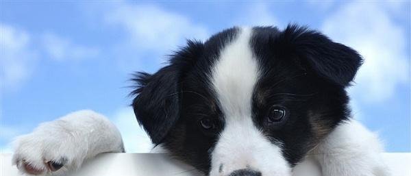 羊被冻死牧羊犬试图唤醒贴身取暖 这是咋情况？