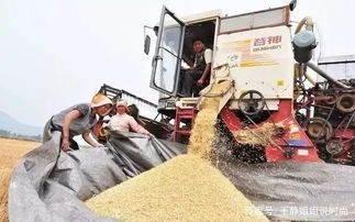 小麦发芽上百台收割机下不了高速农民和国家的损失谁来弥补？