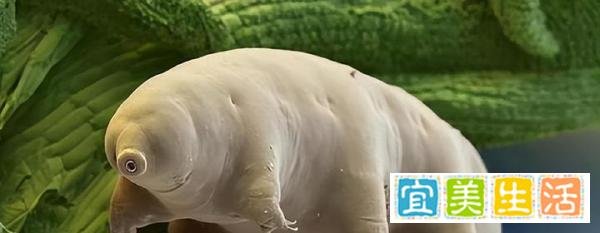 号称地球“最强生物“水熊虫，真的能永生吗？能揭开永生密码吗？