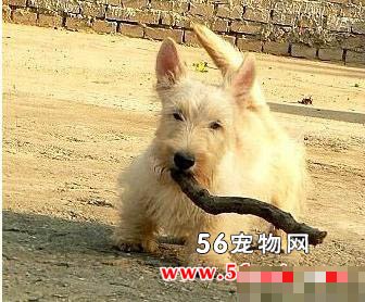 西里汉梗突然没精神是怎么了？