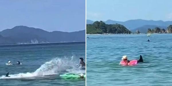 违反常识？六旬老人被海豚撞成骨折并被啃伤，因为他是日本人？