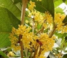 桂花太香了怎么改夸张句