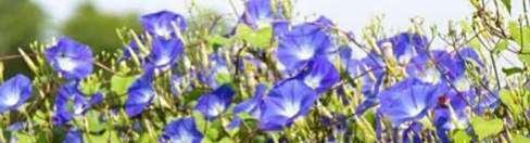 牵牛花怎么嫁接出红薯