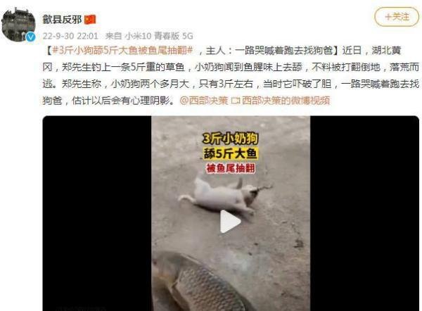3斤小狗舔5斤大鱼被鱼尾抽翻 这是咋情况？