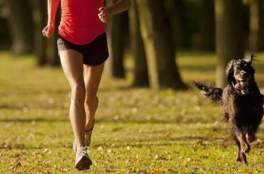 萧墙之祸代表什么动物