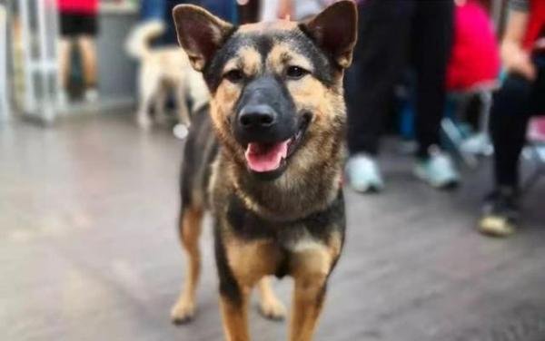 中华田园犬能办狗证了！深圳修改禁养犬，土狗终于不被歧视