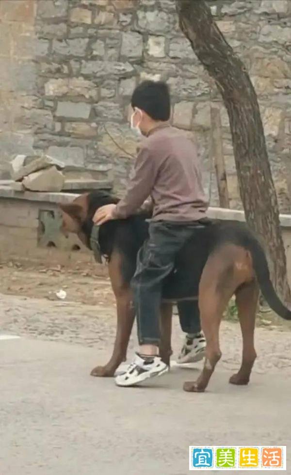 河南一男孩厉害了!坐在狗狗身上排队做核酸