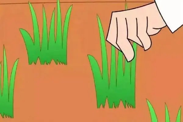 拔苗助长英语四级翻译